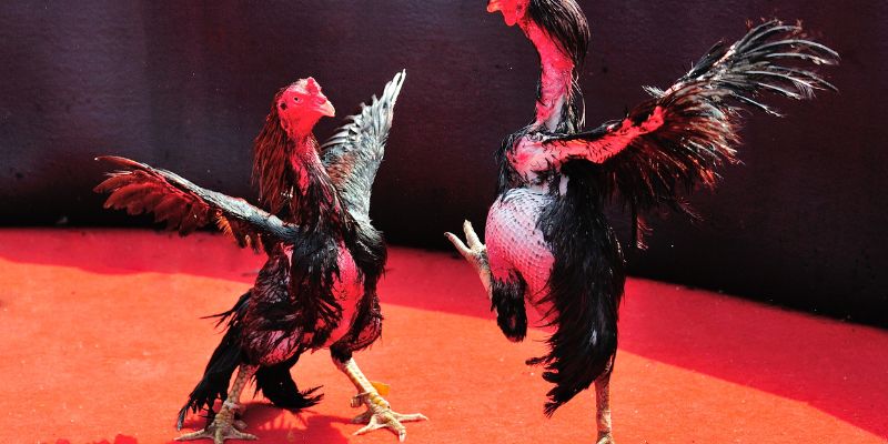 Cách ép cân gà chọi sử dụng thuốc và thảo dược