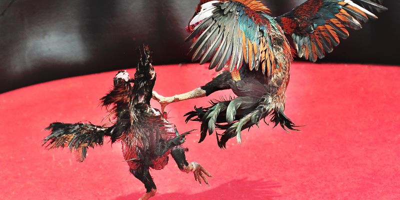 Cách ép cân gà chọi tăng cường vận động