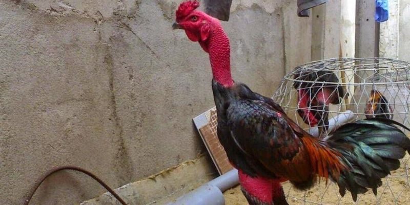 Tập lực cho gà chọi nên đeo tạ hay không nên?