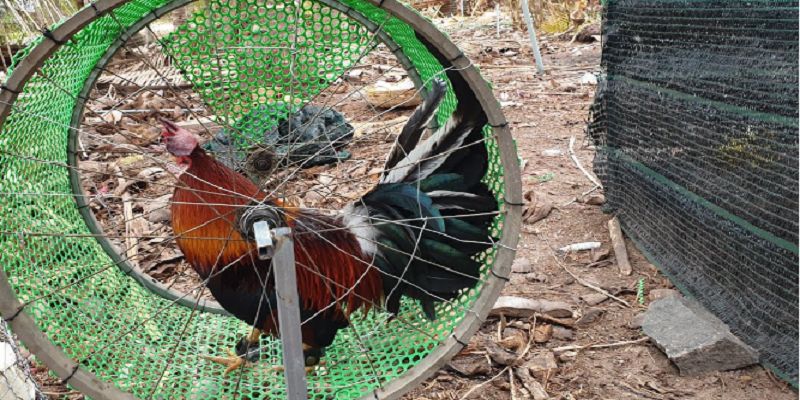 Tập Lực Cho Gà Chọi Bí Quyết Tạo Nên Chiến Kê Bất Bại